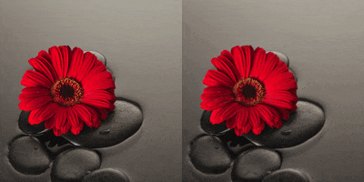 red sunflower image to video ai