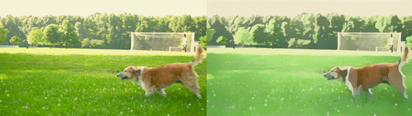 running dog Video to Animation Generator